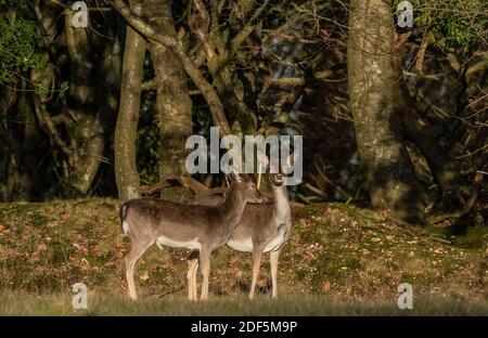 Damhirsch, Dama dama, mit jungen Männchen, im Wintermantel, New Forest. Stockfoto