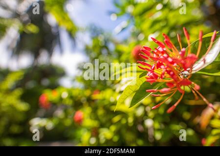 Tropischer Blumenhintergrund. Exotische Blumen mit verschwommener Natur Hintergrund. Santan Blume auf den Malediven. Rote Santan tropische Blüte Nahaufnahme Stockfoto