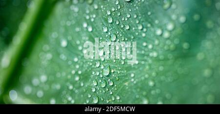 Schönes grünes Blatt mit Wassertropfen. Tau-Tropfen am Morgen leuchten in der Sonne. Schöne Blattstruktur in der Natur. Natürlicher Hintergrund. Unglaublich Stockfoto