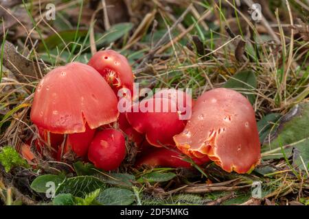 Gruppe von Splendididissima Pilzen in Weideland, Corfe Common, Dorset. Stockfoto