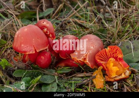 Gruppe von Splendididissima Pilzen in Weideland, Corfe Common, Dorset. Stockfoto