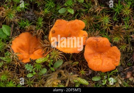 Orange Tasse Pilz, Octospora rutilans, Gruppe wächst unter Haar Moos, auf sandigen Boden. Dorset. Stockfoto