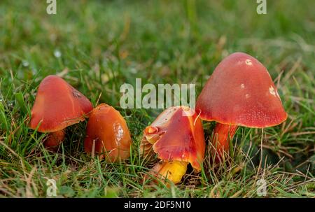 Gruppe von Crimson Waxcap, Hygrocybe punicea, Pilze in Weideland, Corfe Common, Dorset. Stockfoto