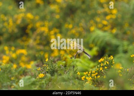 Männlicher Yellowhammer (Emberiza citrinella) auf dem Gorse Bush Bradnor Hill Kington Herefordshire Großbritannien. Juli 2020. Stockfoto