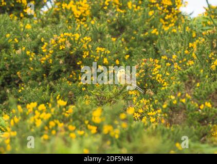 Männlicher Yellowhammer (Emberiza citrinella) auf dem Gorse Bush Bradnor Hill Kington Herefordshire Großbritannien. Juli 2020. Stockfoto