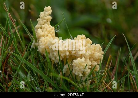 Hundekranke Schleimform, Mucilago crustacea auf Grasland im Herbst. Stockfoto