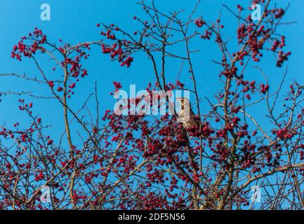 Redwing (Turdus iliacus) thront in Hawthorn Tree, Wellington Herefordshire Großbritannien. November 2020 Stockfoto