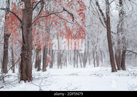 Schöner Winterwald nach schwerem ersten Schnee Stockfoto