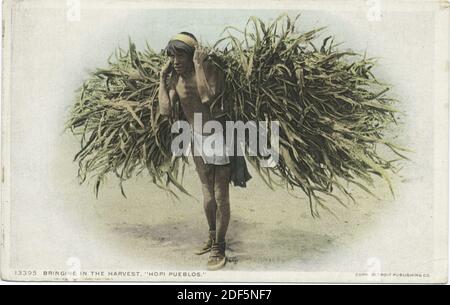 Bringing in the Harvest, Hopi Pueblo, Standbild, Postkarten, 1898 - 1931 Stockfoto