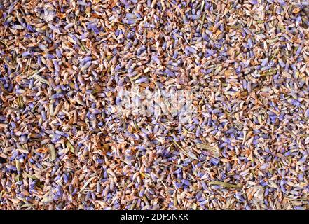 Getrockneter Lavendel, lavandula, medizinisch und zum Kochen und Zubereiten von Tee verwendet Stockfoto