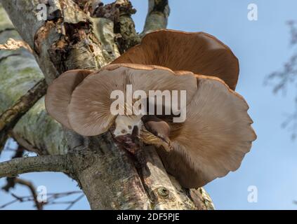 Austernpilz, Pleurotus ostreatus, auf Birke. Stockfoto