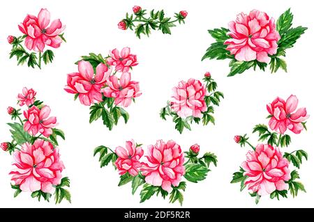 Frühling rote Blumen Aquarell auf weißem Hintergrund gesetzt. Stockfoto