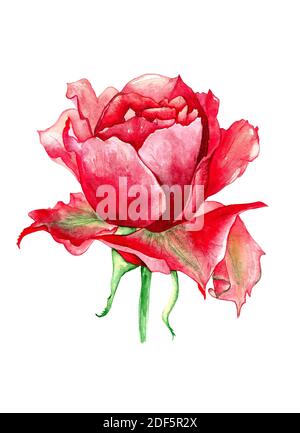 Hand zeichnen schöne rote Rose Aquarell auf weiß Stockfoto