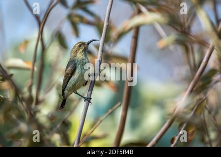 Scharlachrot besäumtes Sunbird Weibchen in einem Strauch im Kruger Nationalpark, Südafrika; specie Chalcomitra senegalensis Familie von Nectariniidae Stockfoto