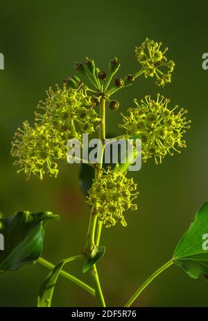 Efeu, Hedera Helix, blühend und mit jungen Früchten, im Spätherbst. Stockfoto