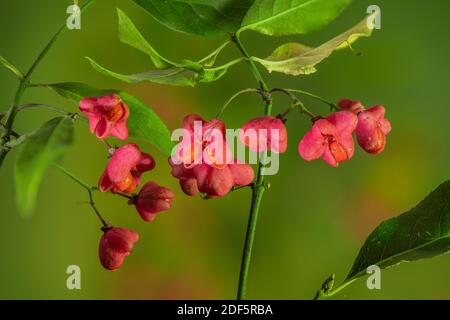 Gemeinsame Spindel, Euonymus europaeus, in der Frucht, mit den Früchten spaltet, um die Orangensamen und Arils (Pseudo-Arils) zu zeigen. Herbst. Stockfoto