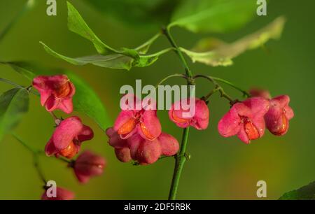 Gemeinsame Spindel, Euonymus europaeus, in der Frucht, mit den Früchten spaltet, um die Orangensamen und Arils (Pseudo-Arils) zu zeigen. Herbst. Stockfoto