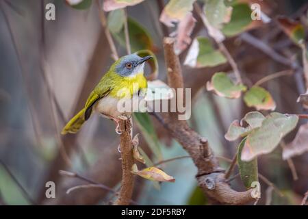 Gelbreiher Apalis im Busch im Kruger Nationalpark, Südafrika; Art Apalis flavida Familie der Cisticolidae Stockfoto