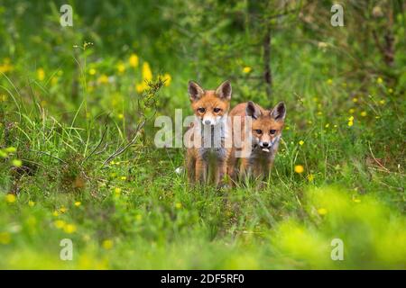 Zwei kleine Junge von Rotfuchs stehen aus ihren Loch auf Waldlichtung Stockfoto