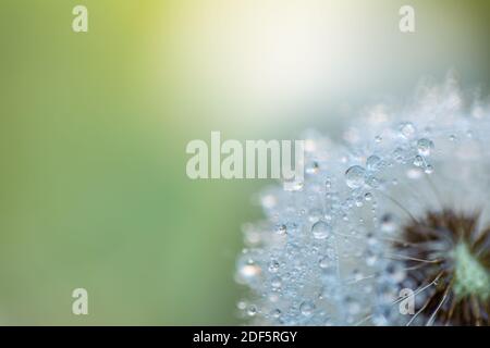 Tropfen Wasser auf den Samen einer Löwenzahn Blume auf einem hellgrünen und blauen Hintergrund Nahaufnahme Makro. Ein sanftes luftiges künstlerisches Bild der Natur. Stockfoto