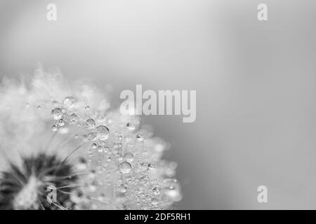 Tropfen Wasser auf den Samen einer Löwenzahn Blume auf einem hellgrünen und blauen Hintergrund Nahaufnahme Makro. Ein sanftes luftiges künstlerisches Bild der Natur. Stockfoto
