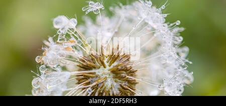 Tropfen Wasser auf den Samen einer Löwenzahn Blume auf einem hellgrünen und blauen Hintergrund Nahaufnahme Makro. Ein sanftes luftiges künstlerisches Bild der Natur. Stockfoto