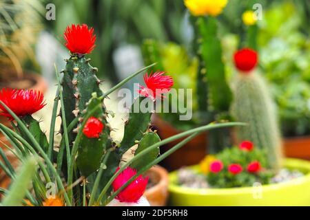 Schöne blühende Kakteen, eine Sammlung von blühenden Kakteen. Stockfoto