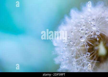 Tropfen Wasser auf den Samen einer Löwenzahn Blume auf einem hellgrünen und blauen Hintergrund Nahaufnahme Makro. Ein sanftes luftiges künstlerisches Bild der Natur. Stockfoto