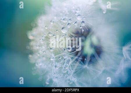 Tropfen Wasser auf den Samen einer Löwenzahn Blume auf einem hellgrünen und blauen Hintergrund Nahaufnahme Makro. Ein sanftes luftiges künstlerisches Bild der Natur. Stockfoto