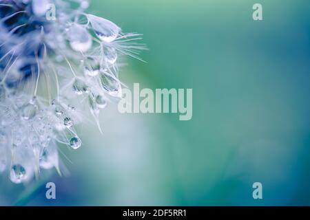 Tropfen Wasser auf den Samen einer Löwenzahn Blume auf einem hellgrünen und blauen Hintergrund Nahaufnahme Makro. Ein sanftes luftiges künstlerisches Bild der Natur. Stockfoto
