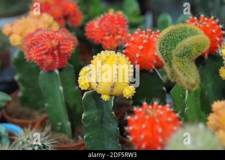 Schöne blühende Kakteen, eine Sammlung von blühenden Kakteen. Stockfoto