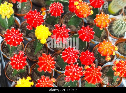 Schöne blühende Kakteen, eine Sammlung von blühenden Kakteen. Stockfoto