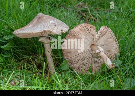 Ein Sonnenschirmpilz, Macrolepiota excoriata, wächst in unverbessertem alten Wiese, Dorset. Stockfoto