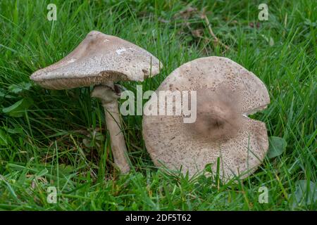 Ein Sonnenschirmpilz, Macrolepiota excoriata, wächst in unverbessertem alten Wiese, Dorset. Stockfoto