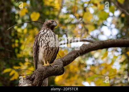 Cooper's Hawk (Accipiter cooperii) thront auf einem Ast und blickt auf den Betrachter, mit gelbem Herbstlaub im Hintergrund Stockfoto