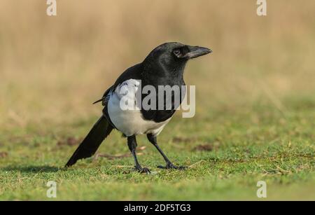 Elster, Pica pica, Fütterung und Nahrungssuche im Dünengrasland, Devon. Stockfoto