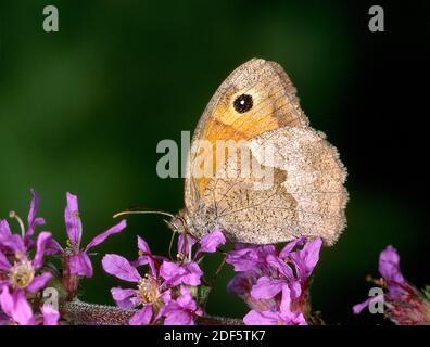 Großes Ochsenauge, Schmetterling, Tagfalter, (Maniola jurtina) Sitz auf Bluete Stockfoto