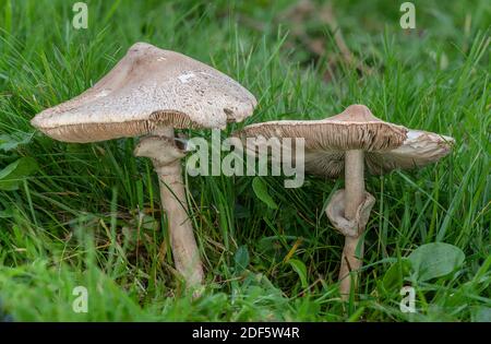 Ein Sonnenschirmpilz, Macrolepiota excoriata, wächst in unverbessertem alten Wiese, Dorset. Stockfoto