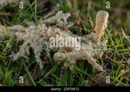 Hundekranke Schleimform, Mucilago crustacea auf Grasland im Herbst. Stockfoto