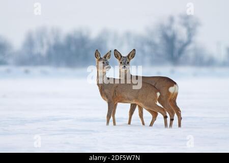 Junge Rehe im kalten Winter interagieren Stockfoto