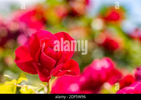 Künstlerische rote Rosen im Blumengarten, Traumnatur. Romantische rote Rosen, verwischen Wiesenbelaub. Entspannende natürliche blühende Rosen Stockfoto