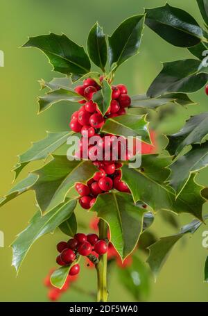Reife Holly Beeren im Spätherbst hedgerow, Dorset. Stockfoto