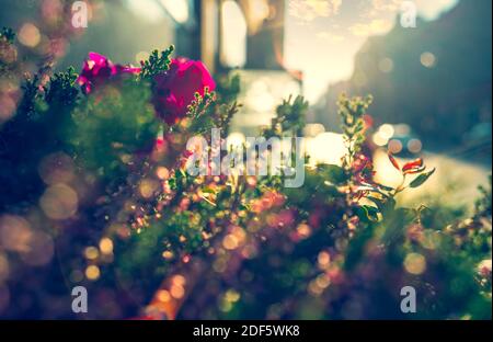 Blumen in der Stadt auf der Straße an einem Sommertag. Die Hintergrundbeleuchtung der Sonne leuchtet hell auf Blumen und Blättern. Die untergehende Sonne beleuchtet das Auto Stockfoto