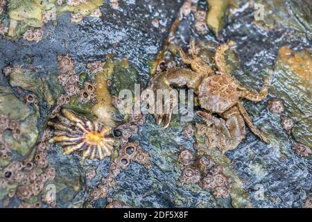 Breite kratzte Porzellan Krabben; Porcellana platycheles, Großbritannien Stockfoto