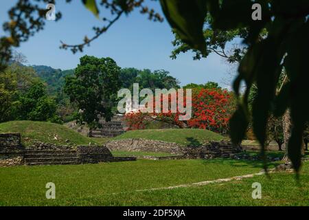 Maya Tempel Ruine Park mit Palast und Aussichtsturm hinter Blättern, Palanque, Chiapas, Mexiko Stockfoto