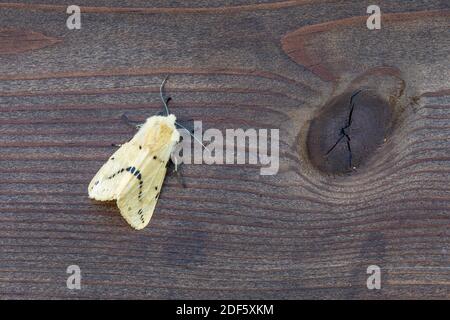 Buff Ermine Moth; Spilarctia luteum; auf Holz; Großbritannien Stockfoto