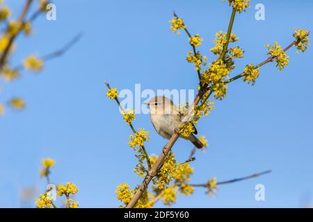 Chiffchaff; Phylloscopus collybita; über Cornus Mas 'Golden Glory'; Großbritannien Stockfoto