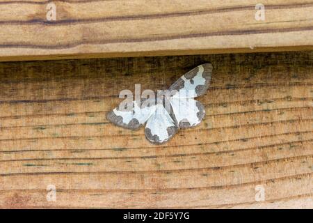 Nebelgrenze Moth; Lomaspilis marginata; Cornwall; Großbritannien Stockfoto