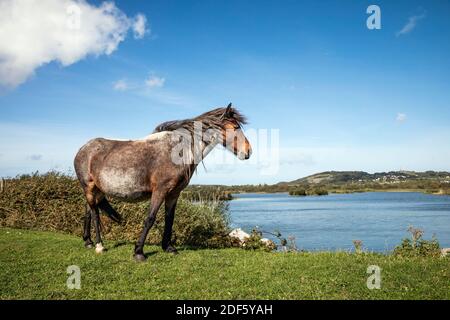 Ponys Grazing; Conwy Nature Reserve; RSPB; Wales Stockfoto