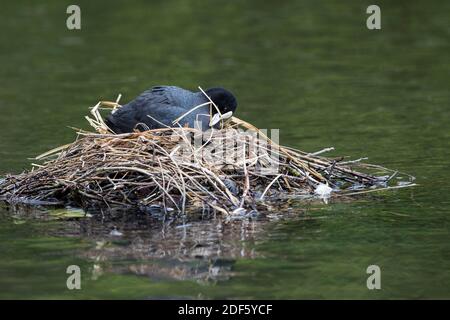 Coot; Fulica atra; On Nest; UK Stockfoto